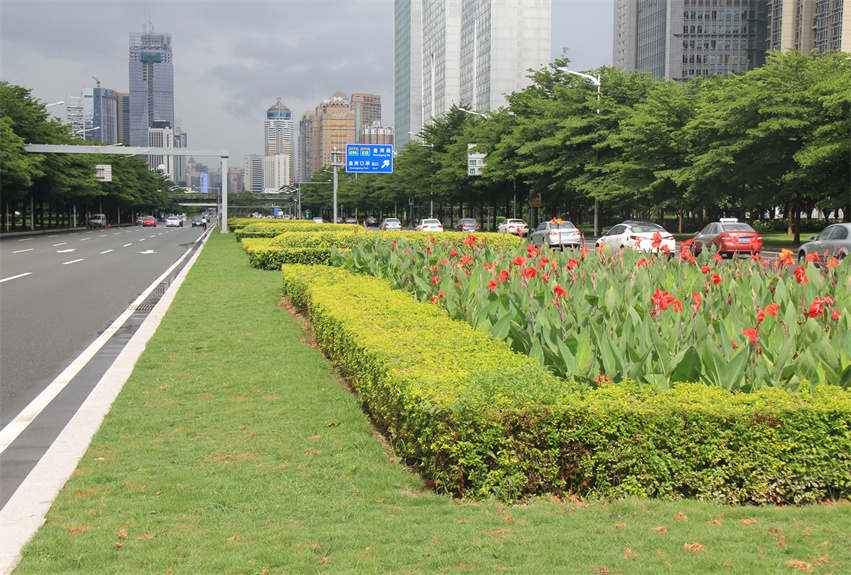 深圳市深南大道中央綠化帶提升工程
