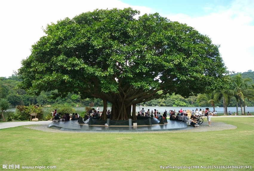 深圳仙湖植物園野營(yíng)區(qū)綠化工程